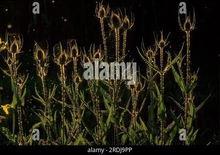 Wildes Teesel (Dipsacus fullonum) im Hintergrund, wilder Kardonen Stockfoto