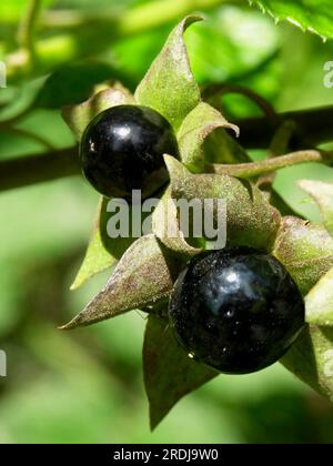 Atropa Belladonna, tödlicher Nachtschatten, Heilpflanze Stockfoto