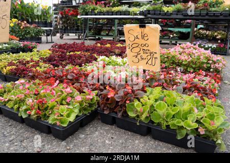 Blumensträuße zum Verkauf auf dem lokalen Bauernmarkt. Stockfoto