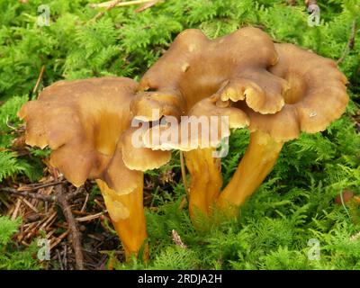 Gelbflossenthun (Cantharellus tubaeformis) Stockfoto