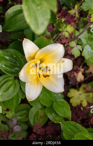 „Time out“ Oriental Hybrid, Orientlilja (Lilium orientalis) Stockfoto