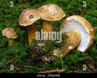 Biliäre Röhre (Tylopilus feleus) Stockfoto