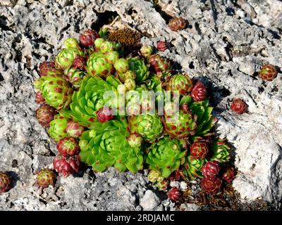 Stubeneleek, Stubeneleek (Synonym: S. alpinum), Stubeneleek (Sempervivum tectorum), Stubeneleek (Synonym: S. alpinum), Stubeneleek (Gemeiner Stubeneleek), Gemeiner Stubeneleek Stockfoto