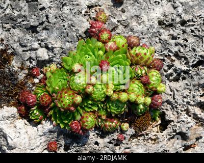 Stubeneleek, Stubeneleek (Synonym: S. alpinum), Stubeneleek (Sempervivum tectorum), Stubeneleek (Synonym: S. alpinum), Stubeneleek (Gemeiner Stubeneleek), Gemeiner Stubeneleek Stockfoto