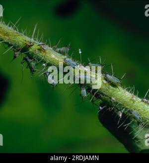 Blattläuse, Blattläuse (Aphididae) oder Schlauchläuse Stockfoto