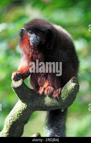 Rotbauch-Titten (Callicebus moloch), Südamerika, ausgewachsen, auf dem Baum Dusky titi-Affe, Südamerika Dusky titi-Affe, Südamerika, ausgewachsen, auf Baum Stockfoto