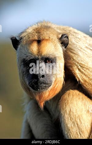 Schwarzer Brüllaffe (Alouatta caraya), Pantanal, brasilianischer UnterErwachsener, halberwachsener Jugendlicher, männlicher, Porträt, weiblich, Porträt, Schwarzer Brüllaffe, Brasilien Schwarz Stockfoto