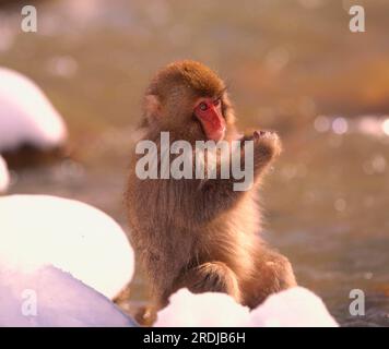 Japanischer Affe, Schneeaffe, rothaariger Affe, Jugendlicher, japanischer Makake, japanische Makaken (Macaca fuscata) Stockfoto