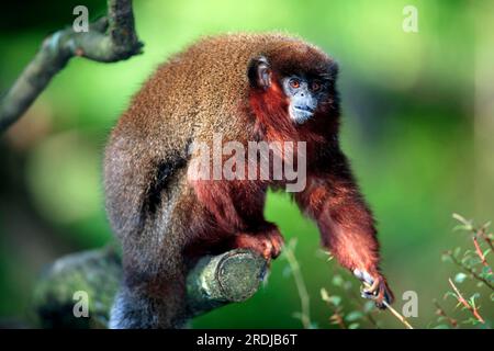 Rotbauch-Titten (Callicebus moloch), Südamerika, ausgewachsen, auf dem Baum Dusky titi-Affe, Südamerika Dusky titi-Affe, Südamerika, ausgewachsen, auf Baum Stockfoto