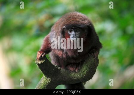 Rotbauch-Titten (Callicebus moloch), Südamerika, ausgewachsen, auf dem Baum Dusky titi-Affe, Südamerika Dusky titi-Affe, Südamerika, ausgewachsen, auf Baum Stockfoto