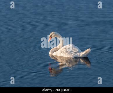 Ein stummer Schwan ( Cygnus olor ) schwimmt friedlich auf dem tiefblauen Wasser eines ruhigen Wassers mit seiner Reflexion im Wasser. Stockfoto