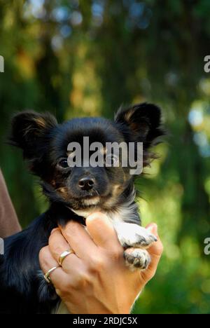 Junger Chihuahua, 6 Monate alt, männlich, lang beschichtet, dreifarbig, in einer Hand gehalten, FCI-Standard Nr. 218, Chihuahua, 6 Monate alt, lang beschichtet, hält Stockfoto