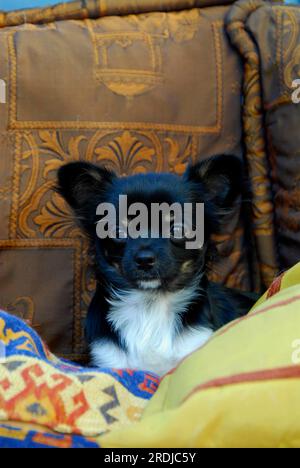 Junger Chihuahua, 6 Monate alt, männlich, lang beschichtet, dreifarbig, auf dem Sofa liegend, FCI-Standard Nr. 218, Chihuahua, 6 Monate alt, lang beschichtet, liegt auf Stockfoto