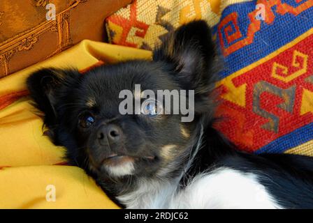 Junger Chihuahua, 6 Monate alt, männlich, lang beschichtet, dreifarbig, auf dem Sofa liegend, Porträt, FCI-Standard Nr. 218, Chihuahua, 6 Monate alt, lang beschichtet, ist Stockfoto