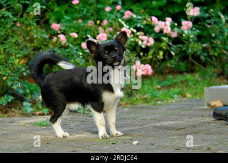 Junger Chihuahua, 6 Monate alt, männlich, dreifarbig, Longhair, FCI-Standard Nr. 218, Chihuahua, 6 Monate alt, Haushund (Canis lupus familiaris) Stockfoto