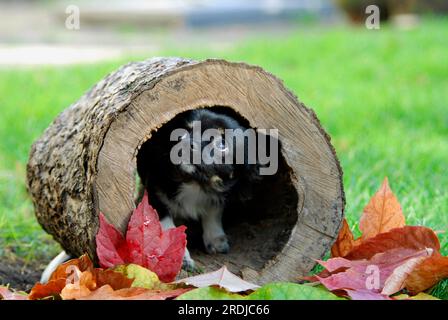 Junger Chihuahua, 6 Monate alt, Männlich, langlackiert, dreifarbig, sitzt in einem hohlen Stamm, FCI-Standard Nr. 218, Chihuahua, 6 Monate alt, langlackiert Stockfoto