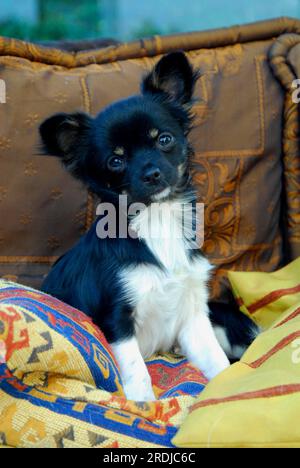 Junger Chihuahua, 6 Monate alt, männlich, lang beschichtet, dreifarbig, sitzt auf dem Sofa, FCI Standard No. 218, Chihuahua, 6 Monate alt, lang beschichtet, sitzend Stockfoto