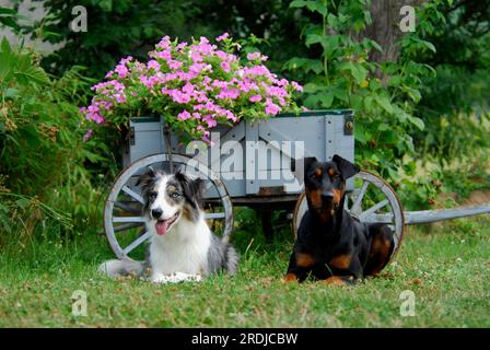 Border Collie und German Pinscher liegen nebeneinander vor einem alten Wagen, FCI Standard Nr. 297 und FCI, Standard Nr. 184, Border Collie und Stockfoto