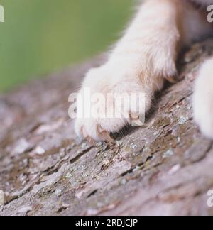 Katzenpfote auf dem Baumstamm Stockfoto