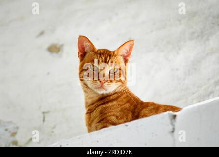 Hauskatze, orangefarbener roter Tabby, von einer Mauer runterschauend, Tinos Island, Kykladen, Griechenland, Katze, Orangefarbener roter Tabby, der von einer Wand runterblickt Stockfoto