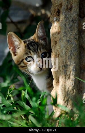 Junge Hauskatze, Tabby und White, späht merkwürdigerweise von einem Stein, Porträt, Tinos Island, Kykladen, Griechenland, Kätzchen, Tabby und White, Peeps Stockfoto