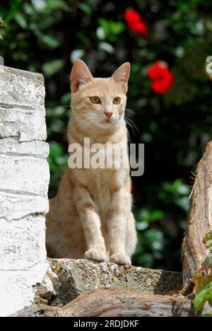 Hauskatze, Cream Tabby, sitzt an einer Wand, Tinos Island, Kykladen, Griechenland, Katze, Cream Tabby, sitzt an der Wand, Kykladen, Griechenland, Non-Pedigree Stockfoto