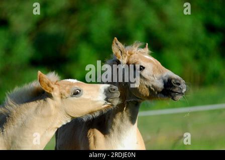 Haflingerfohlen, Stute und Hengst, die zusammen spielen (Equus przewalskii) Caballus, Haflingerpferde, Stute und colt, die zusammen spielen Stockfoto