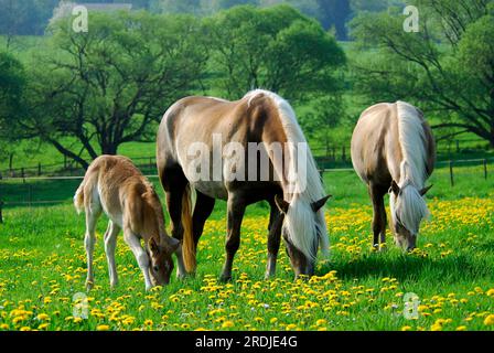 Haflinger, zwei Stuten mit einer Fohlen, 3 Wochen alt, grasen auf einer Wiese mit blühendem przewalski-Pferd (Equus przewalskii) Caballus, Haflinger Stockfoto