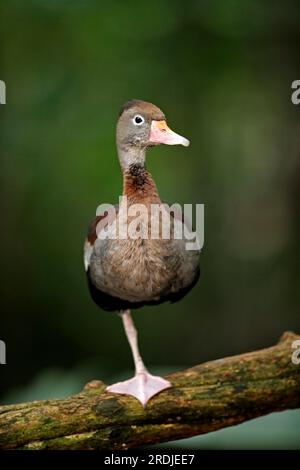 Rotschnabelente, Schwarzbauchpfeifente (Dendrocygna autumnalis), Pantanal, Brasilien, Erwachsene, auf Baum, Schwarzbauch-Pfeifente Stockfoto