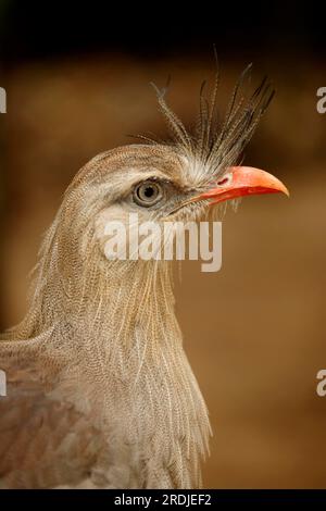 Rotbein-Seriema (Cariama cristata), Pantanal, Brasilien, Erwachsener, Porträt Rotbein-Seriema, Cariama cristata, Brasilien Rotbein Seriema, Brasilien Stockfoto