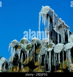 Holzhof, vereiste Baumstämme im Schwarzwald, Baden-Württemberg, Deutschland Stockfoto