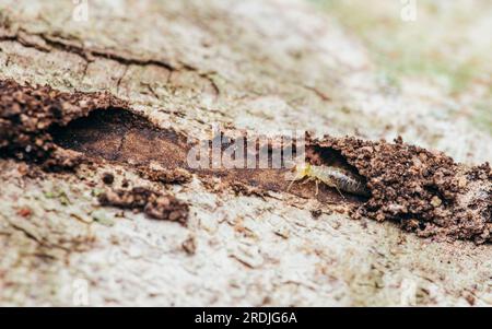 Nahaufnahme von Arbeitertermiten, die im Nest auf dem Waldboden wandern, Termiten, die in Schlammrohren wandern, kleine Termiten, selektiver Fokus. Stockfoto