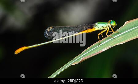 Ein wunderschönes kleines grünes blaues Damselfisch hoch oben auf grünem Blatt im Teich und Naturhintergrund, selektiver Fokus, Insektenmakro, farbenfrohes Insekt in Thailanisch Stockfoto