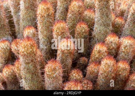 Gold Lace Cactus im Arizona Cactus Garden in Stanford, Kalifornien. Stockfoto