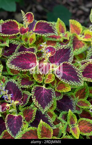 Coleus scutellarioides 'Roter Zwerg'. Coleus Roter Zwerg Stockfoto