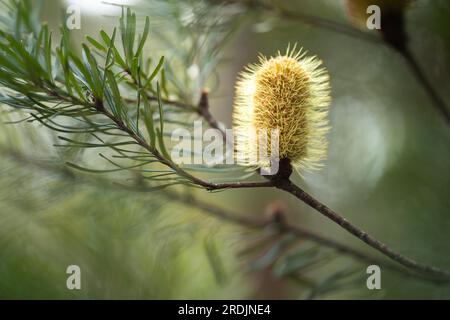 Gelbe Banksia-Blume im australischen Busch im Frühling Stockfoto