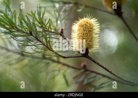 Gelbe Banksia-Blume im australischen Busch im Frühling Stockfoto