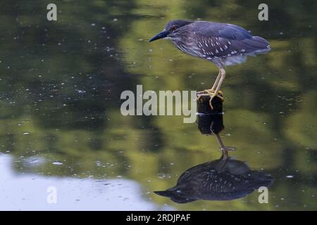 Ein jugendlicher Schwarzkappenreiher (Nycticorax nycticorax), der auf einem Holzstumpf in einem See steht. Izumi no Mori Park, Kanagawa, Japan. Stockfoto