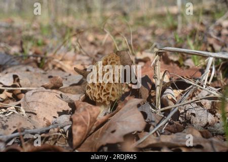 Weißer Morchel-Pilz, morchella, der auf einem mit Blättern bedeckten Waldboden im Mark Twain National Forest, Missouri, MO, USA, USA. Stockfoto