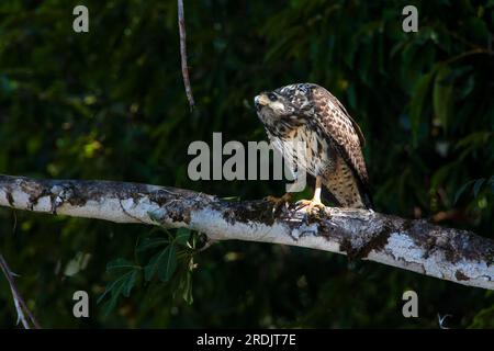 Unreife Schwarze Falke, Buteogallus anthracinus, im Coiba Island National Park, Provinz Veraguas, Pazifikküste, Republik Panama. Stockfoto