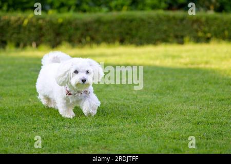 Ein bezaubernder, kleiner, weißer, hawaiianischer Hund, der durch den Garten geht und zur Seite blickt Stockfoto