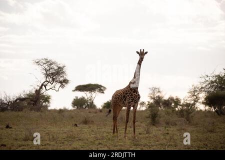 Giraffidae, Giraffa camelopardalis. Giraffen in der Savanne, auf Safari im Tsavo-Nationalpark, Kenia. Wunderschöne Landschaft Stockfoto