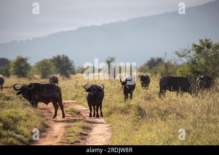 Wasserbüffel, bovidae, Bovidaeam, fotografiert auf einer Safari in der Savanne Afrikas. Büffelherde am Morgen in der Sonne, Tsavo Nationalpark Stockfoto