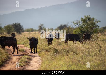 Wasserbüffel, bovidae, Bovidaeam, fotografiert auf einer Safari in der Savanne Afrikas. Büffelherde am Morgen in der Sonne, Tsavo Nationalpark Stockfoto