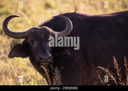 Wasserbüffel, bovidae, Bovidaeam, fotografiert auf einer Safari in der Savanne Afrikas. Büffelherde am Morgen in der Sonne, Tsavo Nationalpark Stockfoto