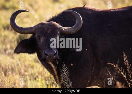 Wasserbüffel, bovidae, Bovidaeam, fotografiert auf einer Safari in der Savanne Afrikas. Büffelherde am Morgen in der Sonne, Tsavo Nationalpark Stockfoto