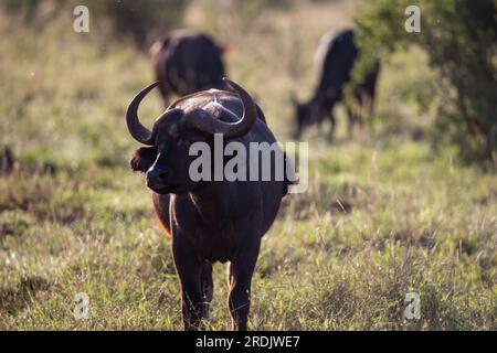 Wasserbüffel, bovidae, Bovidaeam, fotografiert auf einer Safari in der Savanne Afrikas. Büffelherde am Morgen in der Sonne, Tsavo Nationalpark Stockfoto