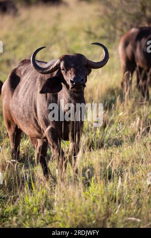 Wasserbüffel, bovidae, Bovidaeam, fotografiert auf einer Safari in der Savanne Afrikas. Büffelherde am Morgen in der Sonne, Tsavo Nationalpark Stockfoto