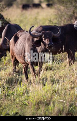 Wasserbüffel, bovidae, Bovidaeam, fotografiert auf einer Safari in der Savanne Afrikas. Büffelherde am Morgen in der Sonne, Tsavo Nationalpark Stockfoto