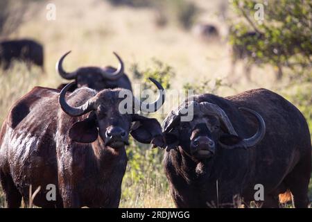 Wasserbüffel, bovidae, Bovidaeam, fotografiert auf einer Safari in der Savanne Afrikas. Büffelherde am Morgen in der Sonne, Tsavo Nationalpark Stockfoto